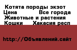 Котята породы экзот › Цена ­ 7 000 - Все города Животные и растения » Кошки   . Хакасия респ.